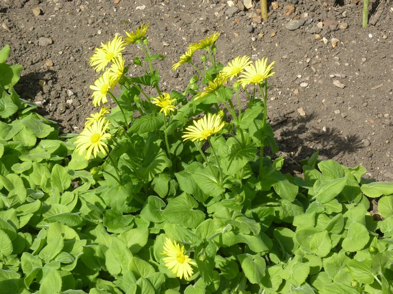 Great False Leopardbane