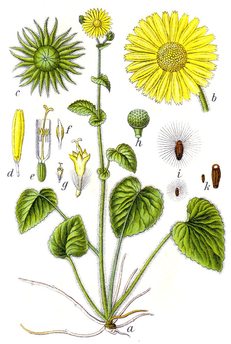 Great False Leopardbane photo 7