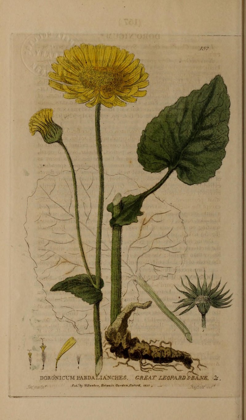 Great False Leopardbane photo 8