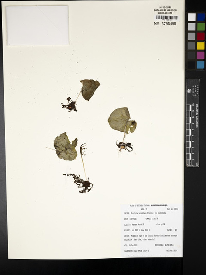 Dorstenia barnimiana var. barnimiana