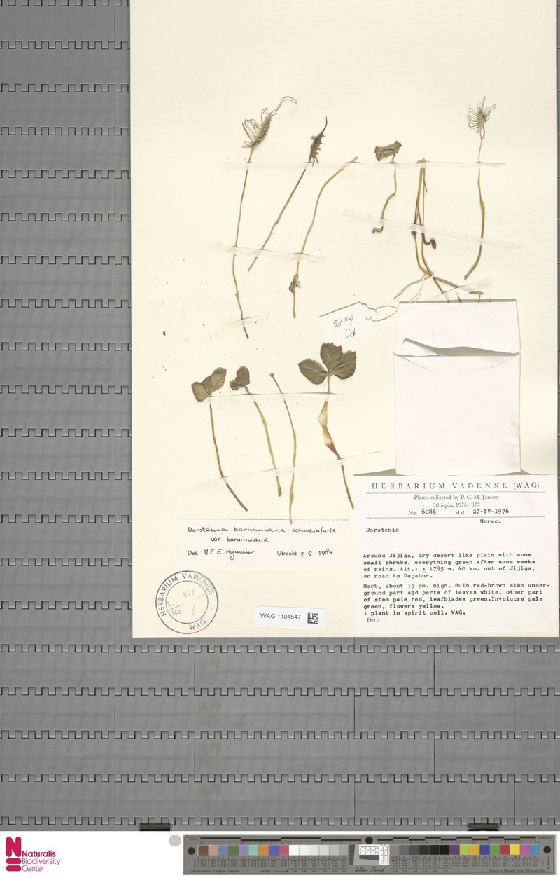 Dorstenia barnimiana var. barnimiana photo 2