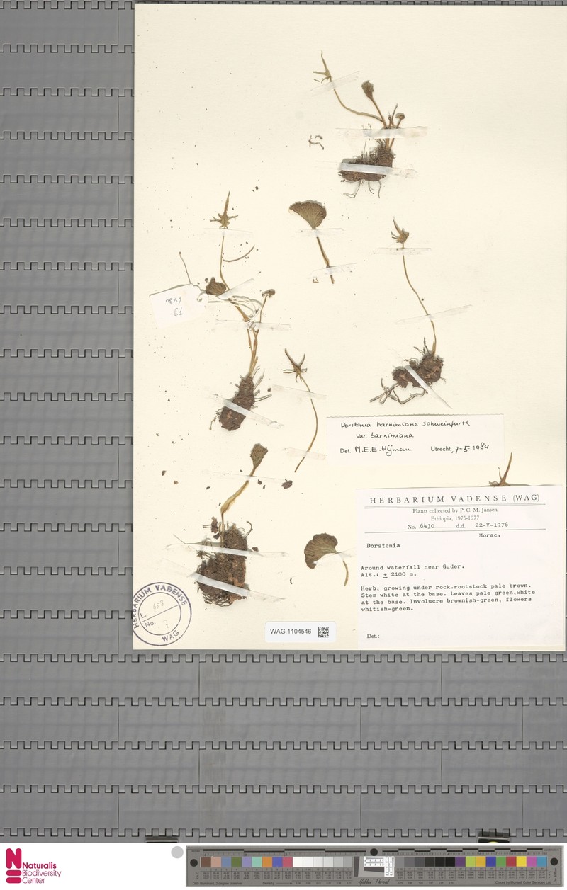 Dorstenia barnimiana var. barnimiana photo 3