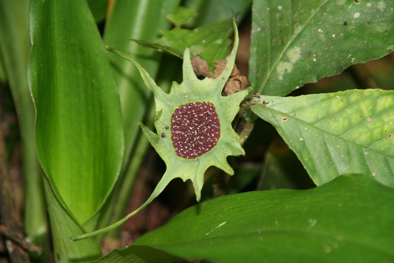 Dorstenia barteri var. barteri