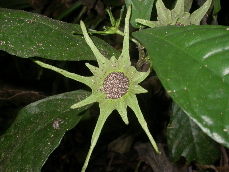 Dorstenia barteri var. barteri photo 2