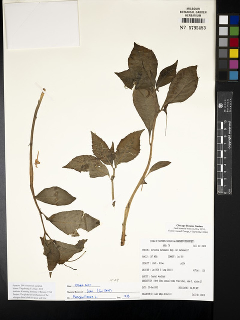 Dorstenia buchananii var. buchananii