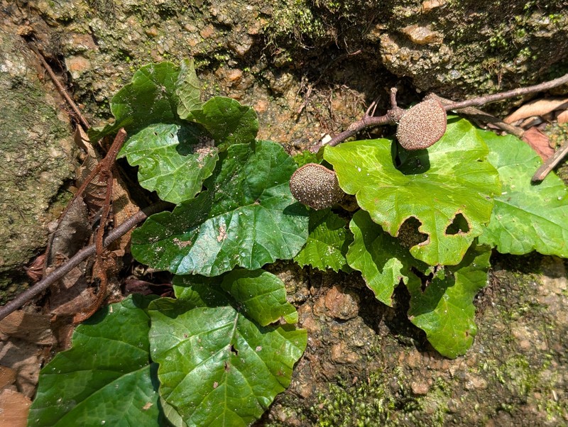 Dorstenia cayapia subsp. cayapia