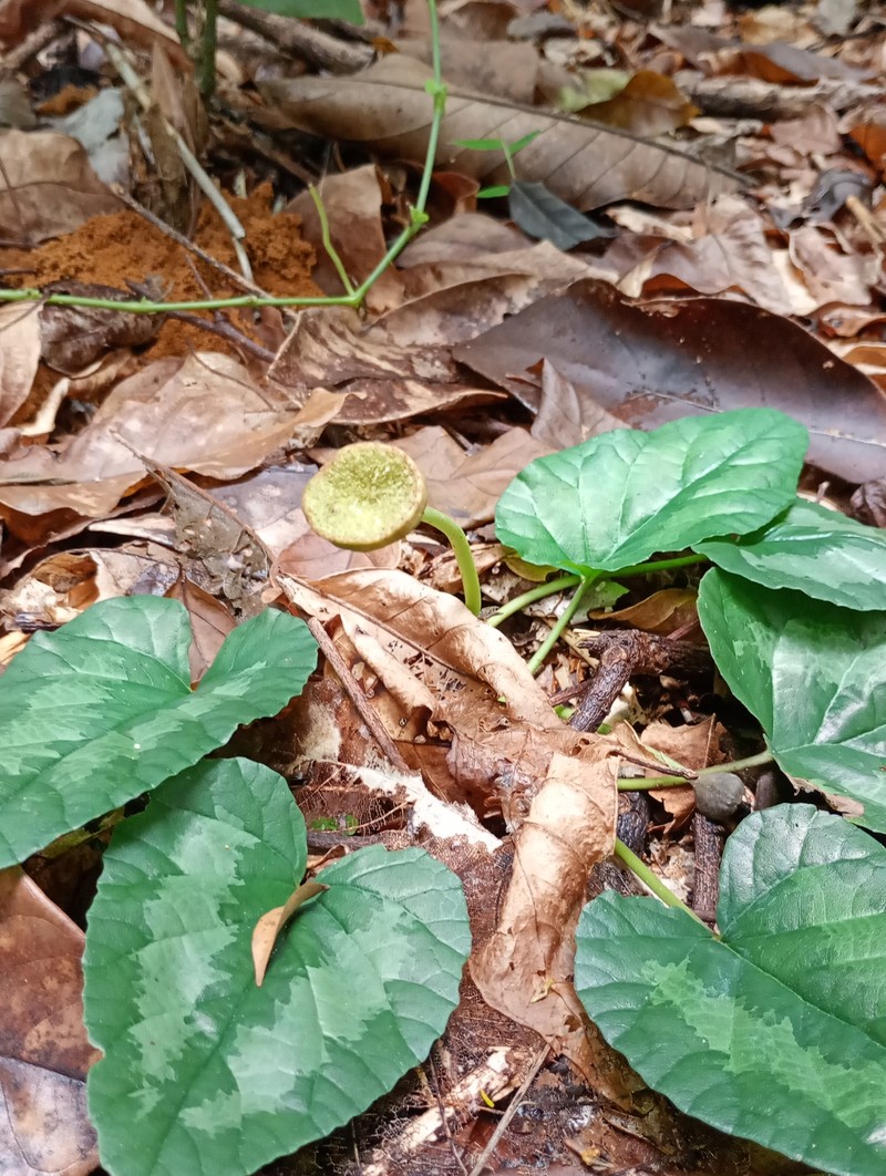 Dorstenia cayapia subsp. cayapia photo 2