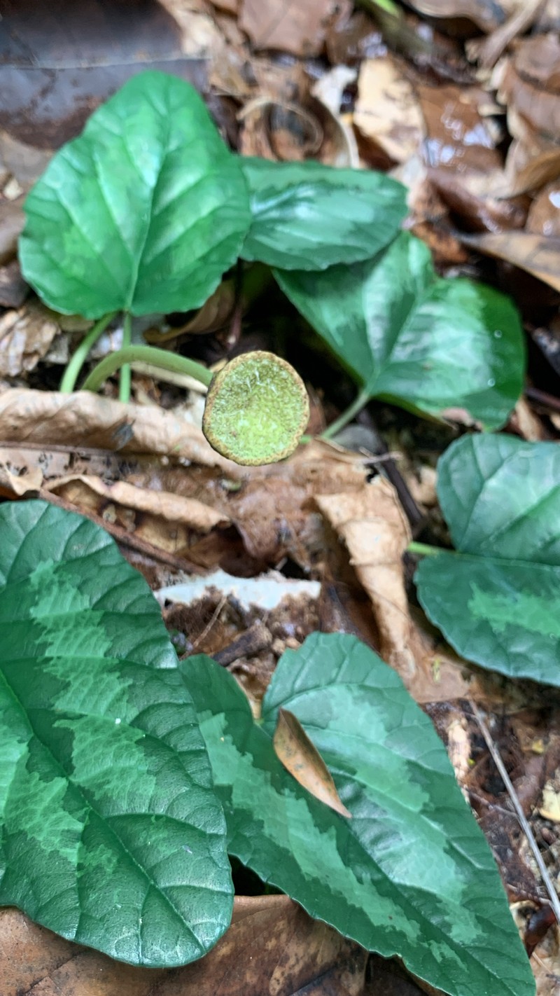 Dorstenia cayapia subsp. cayapia photo 3