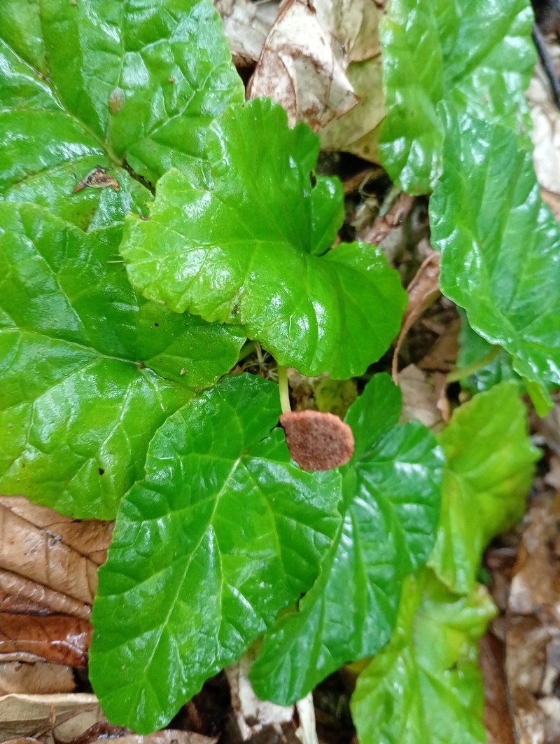 Dorstenia cayapia subsp. cayapia photo 4