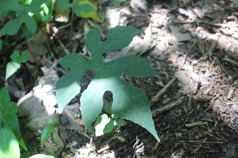 Tusilla photo 4