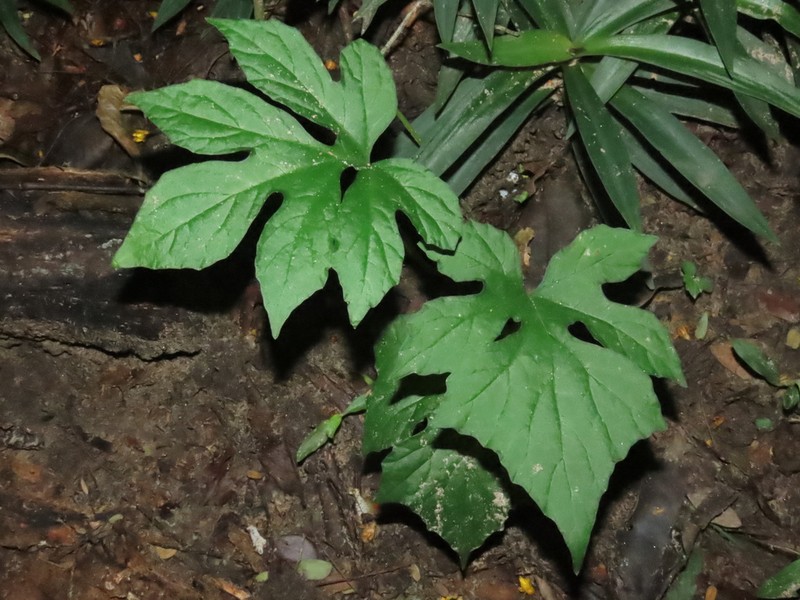 Tusilla photo 8