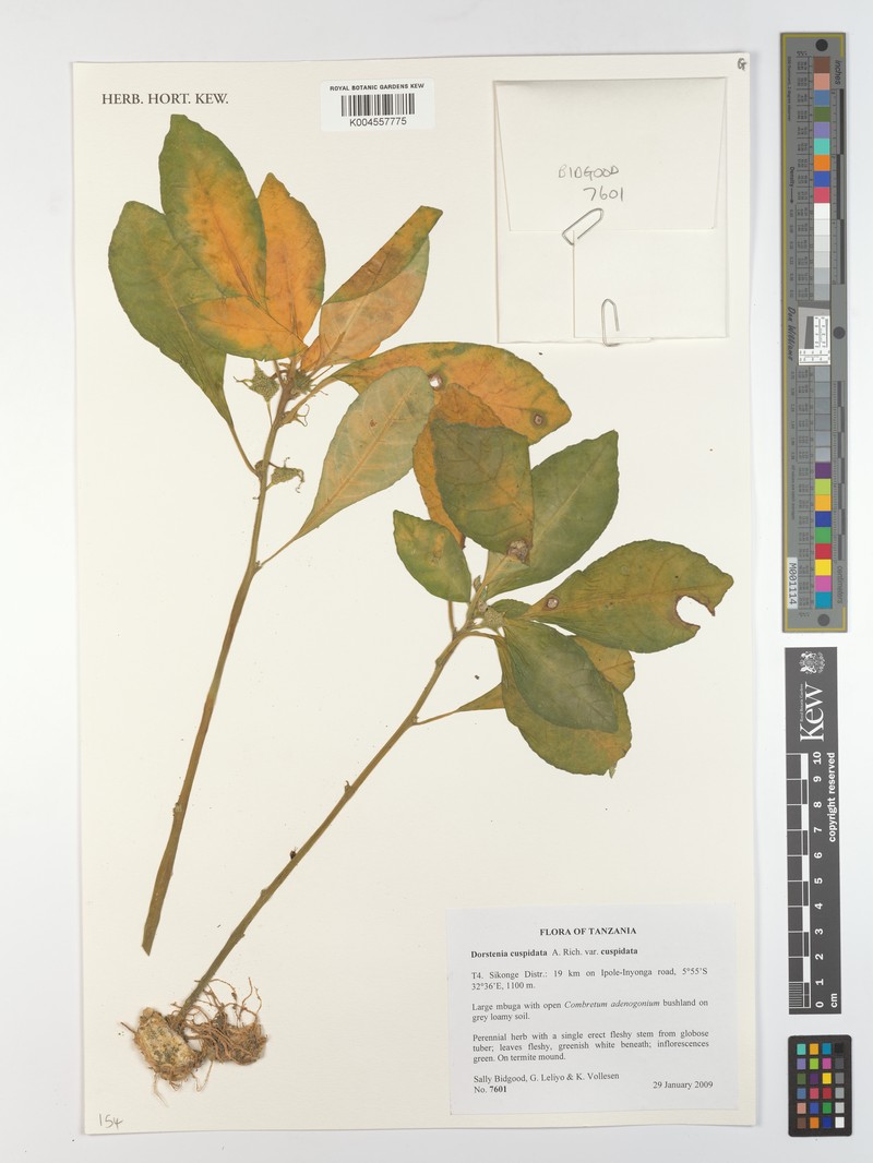 Dorstenia cuspidata var. cuspidata photo 2