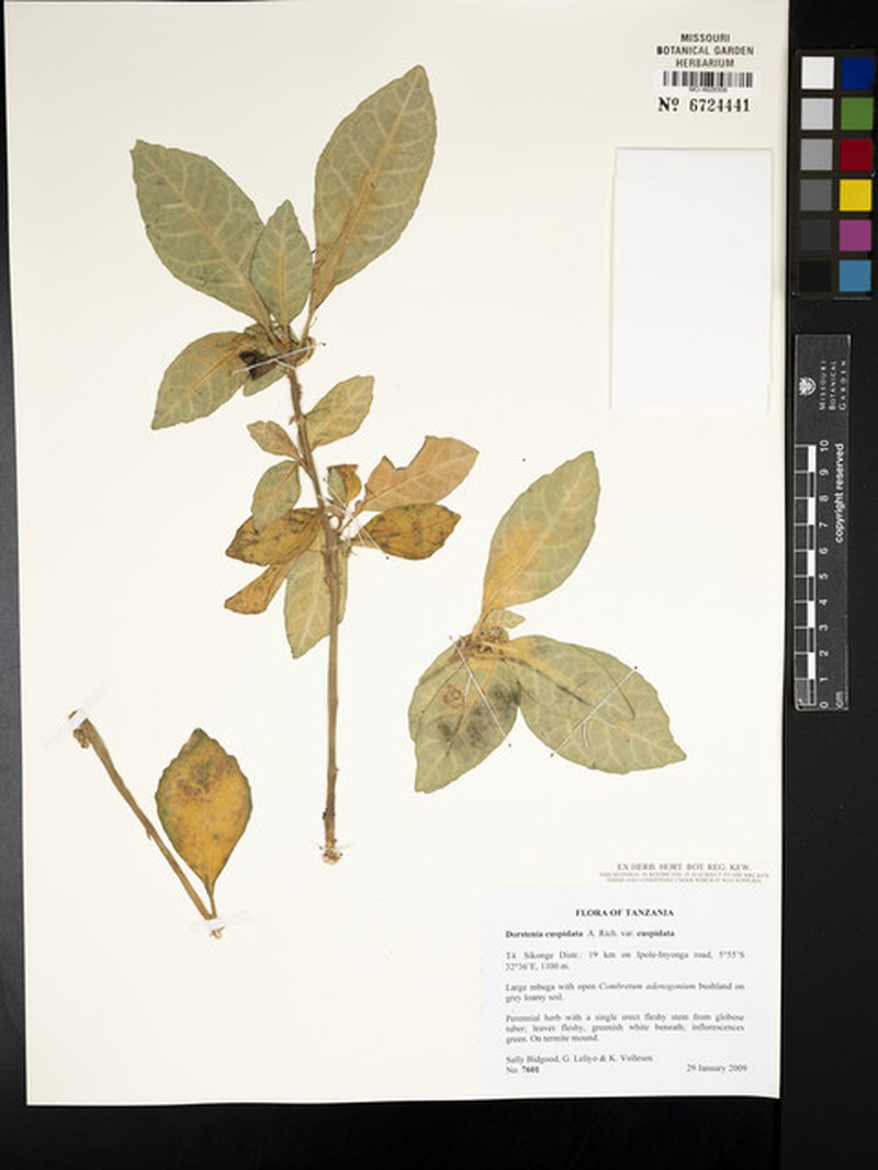 Dorstenia cuspidata var. cuspidata photo 3