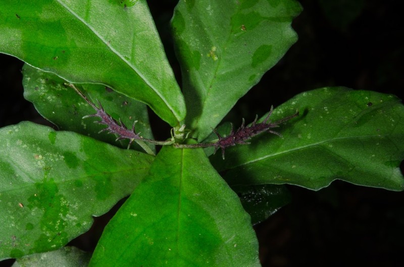 Dorstenia dinklagei var. dinklagei
