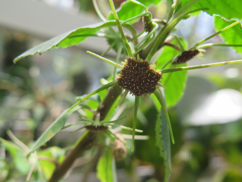 Dorstenia foetida subsp. foetida