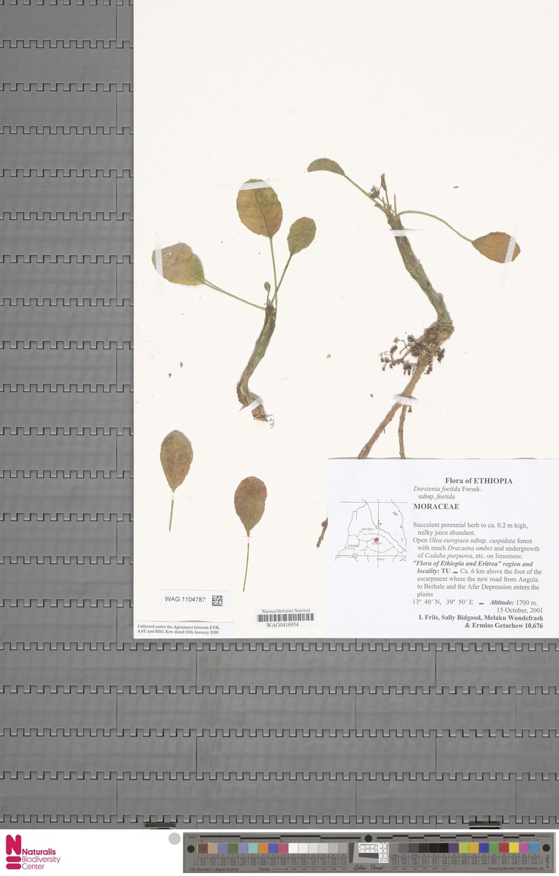 Dorstenia foetida subsp. foetida photo 2