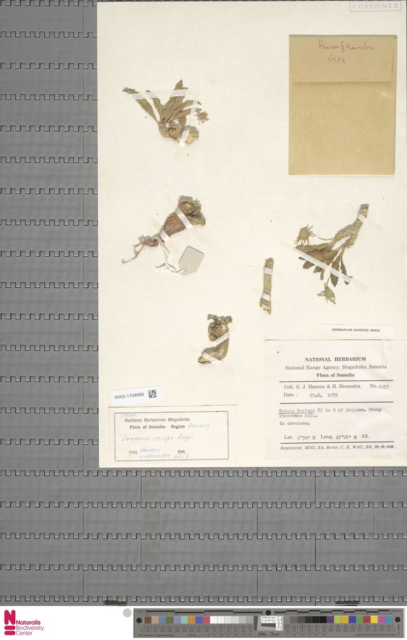 Dorstenia foetida subsp. foetida photo 3