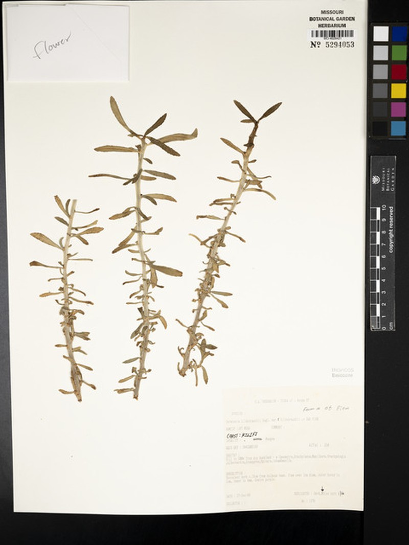 Dorstenia hildebrandtii var. hildebrandtii