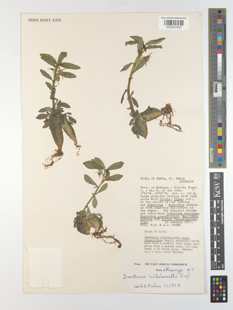 Dorstenia hildebrandtii var. hildebrandtii photo 3