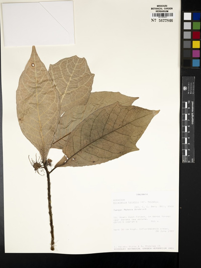 Dorstenia holstii var. holstii