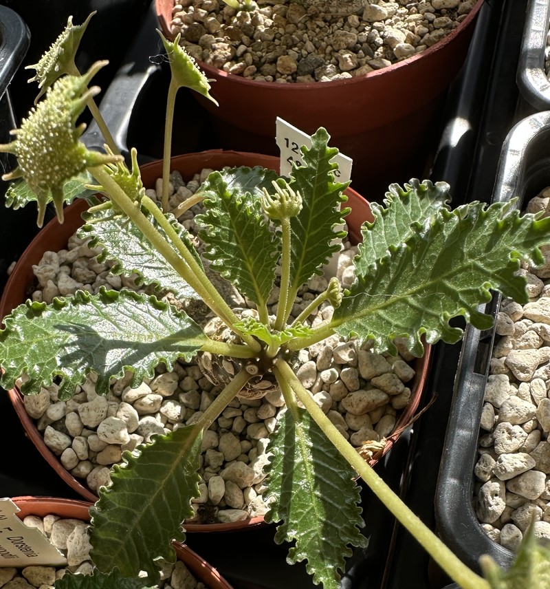 Dorstenia horwoodii