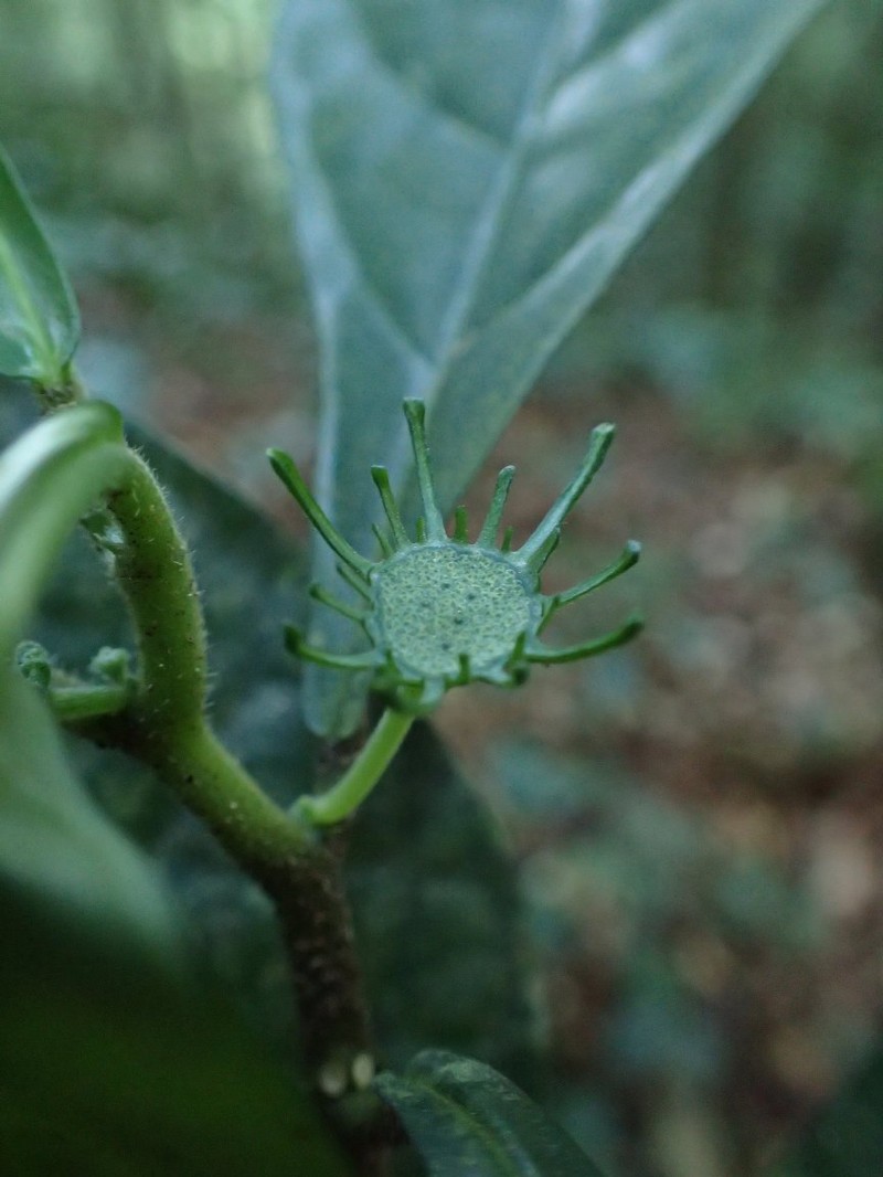 Dorstenia lujae var. lujae