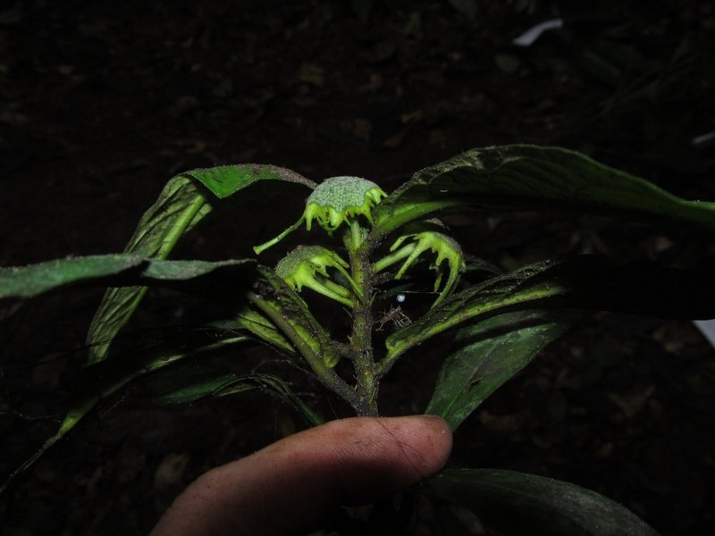 Dorstenia lujae var. lujae photo 2