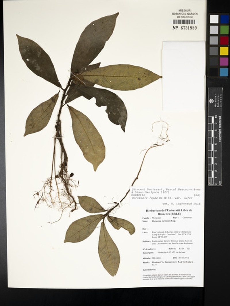 Dorstenia lujae var. lujae photo 3