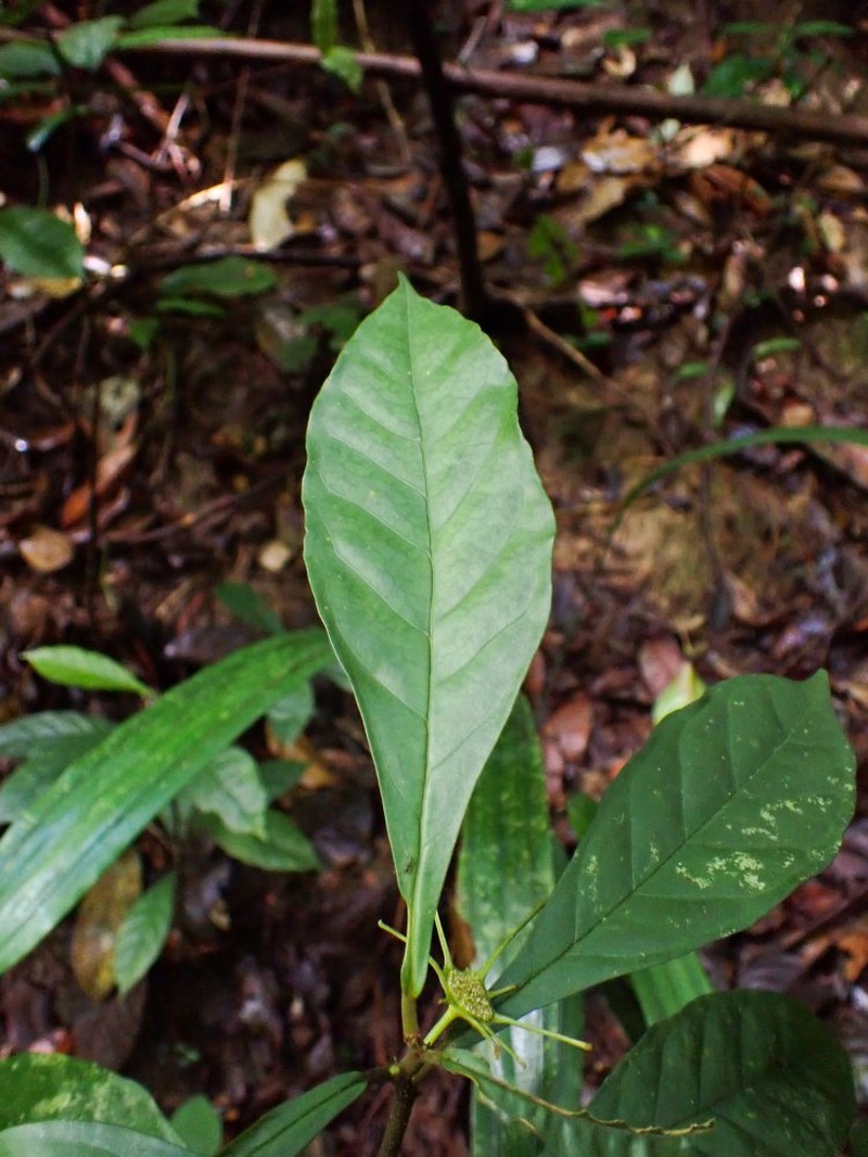 Dorstenia mannii var. mannii