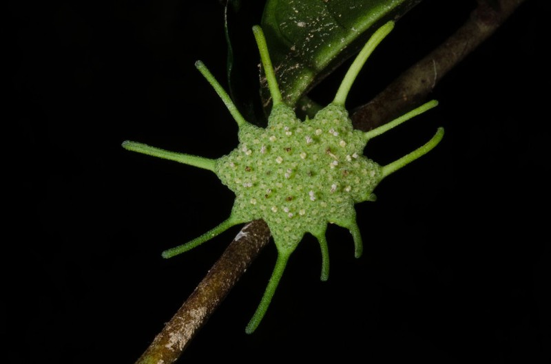 Dorstenia mannii var. mannii photo 3