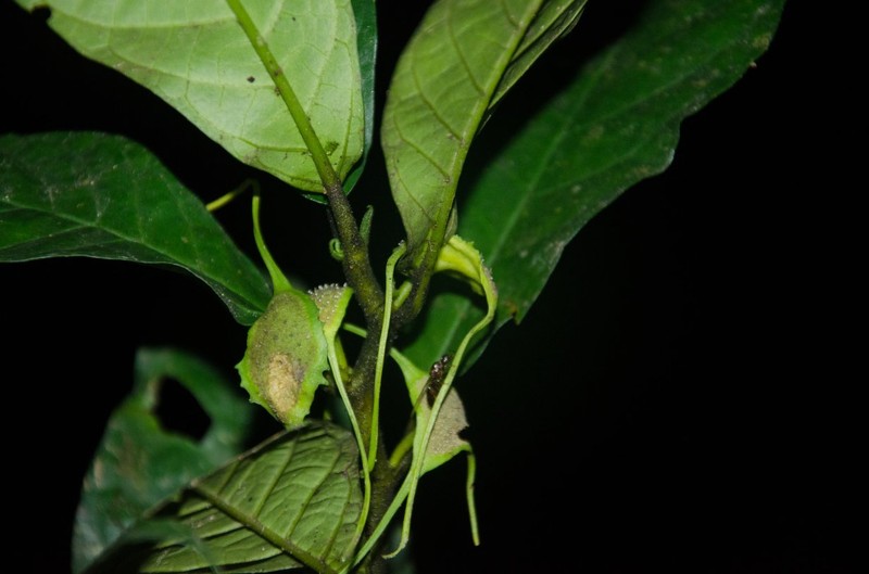 Dorstenia poinsettiifolia var. poinsettiifolia