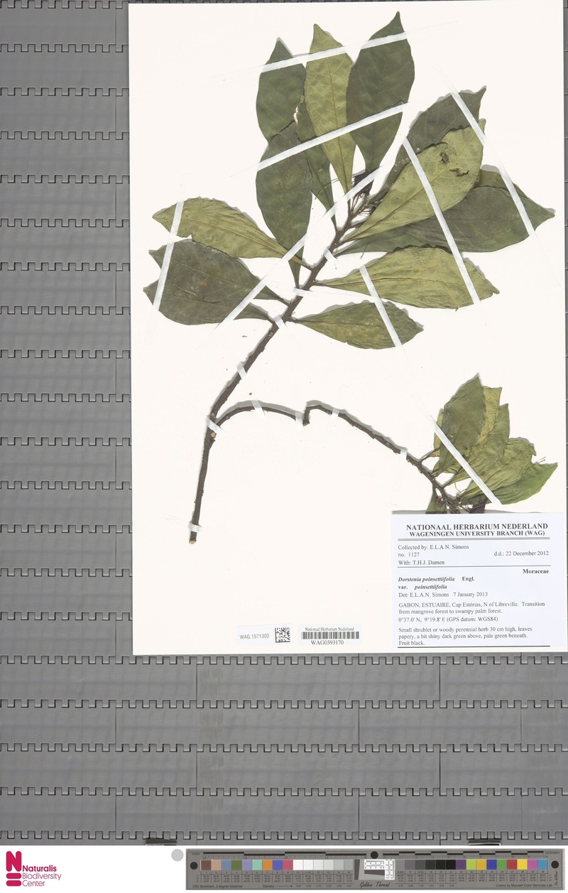 Dorstenia poinsettiifolia var. poinsettiifolia photo 2