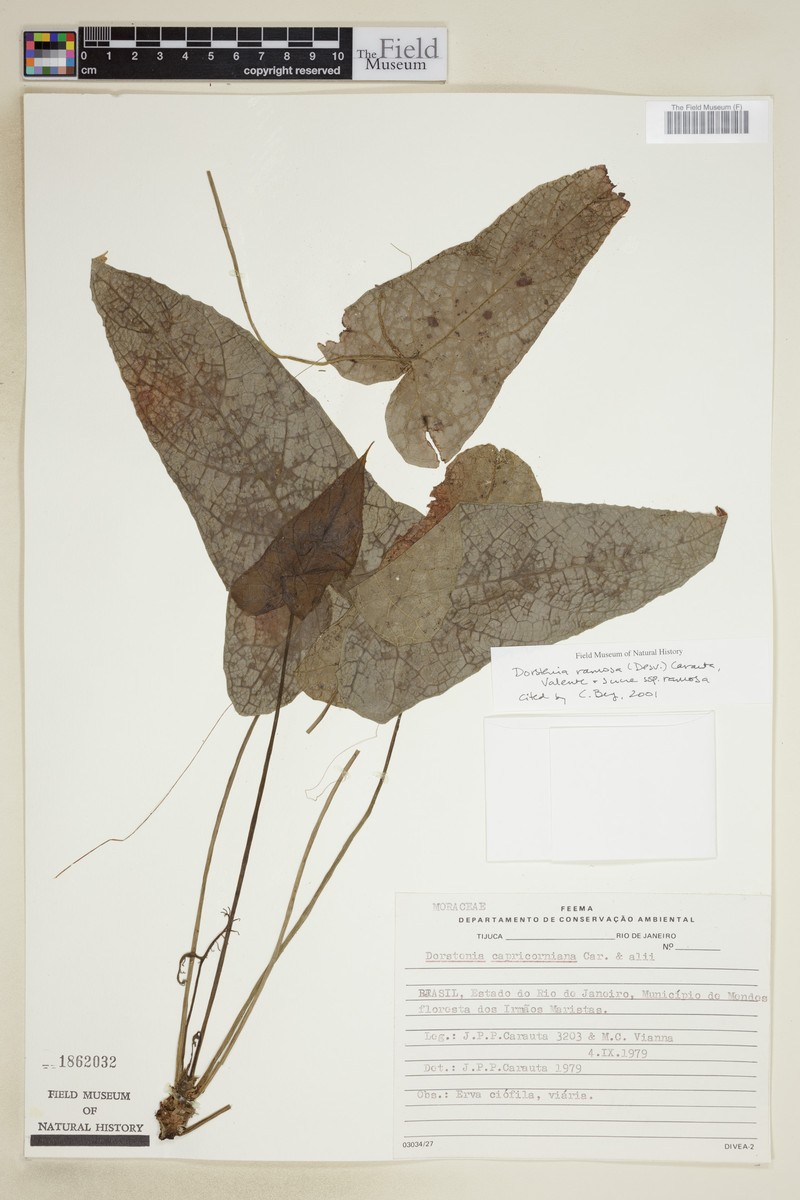 Dorstenia ramosa subsp. ramosa