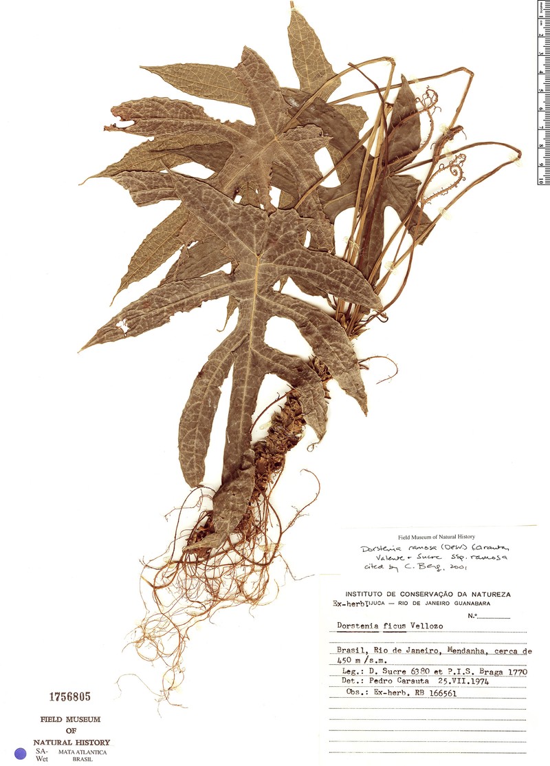 Dorstenia ramosa subsp. ramosa photo 2