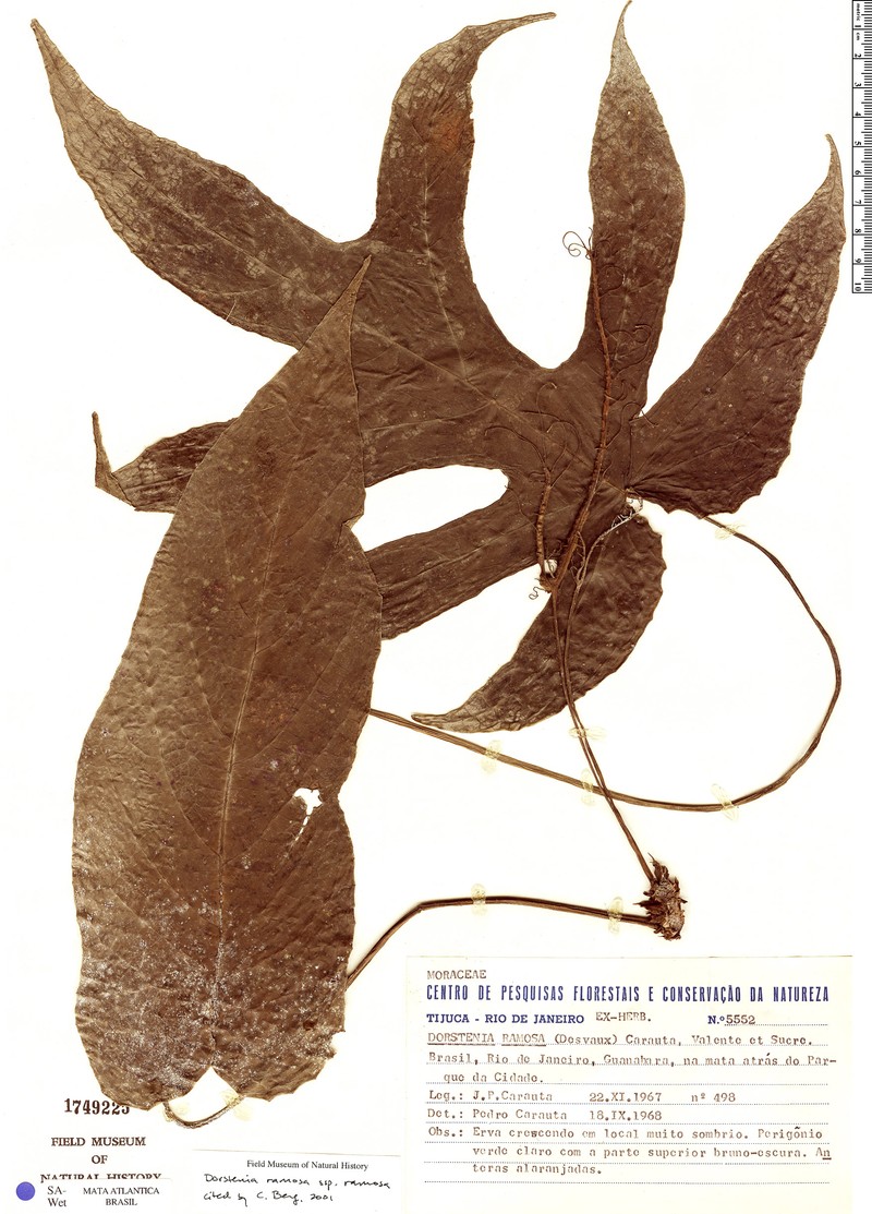 Dorstenia ramosa subsp. ramosa photo 3