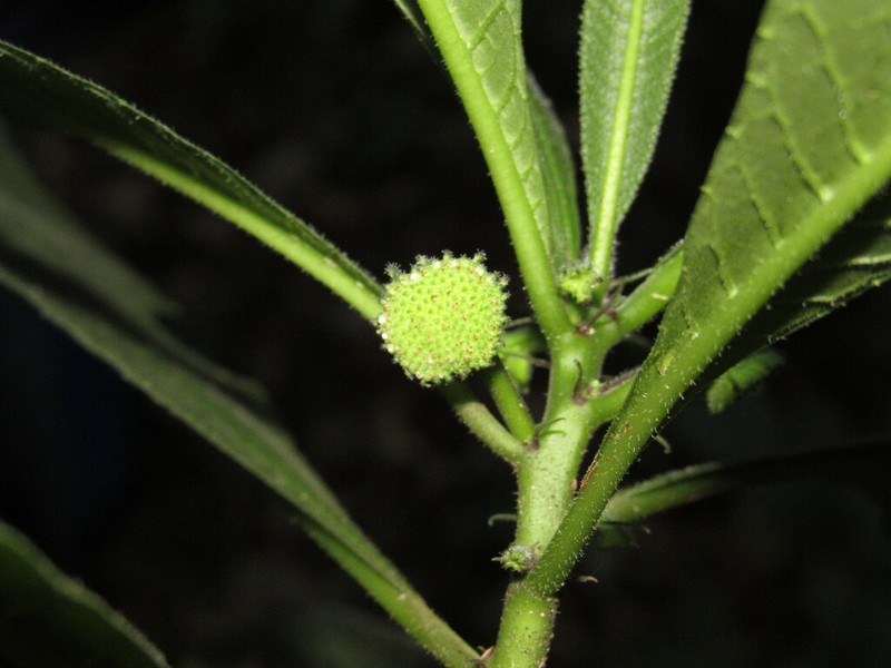 Dorstenia romaniucii