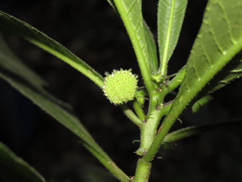 Dorstenia romaniucii photo 2