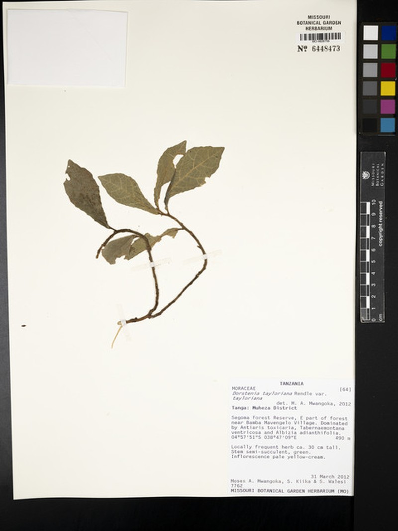 Dorstenia tayloriana var. tayloriana