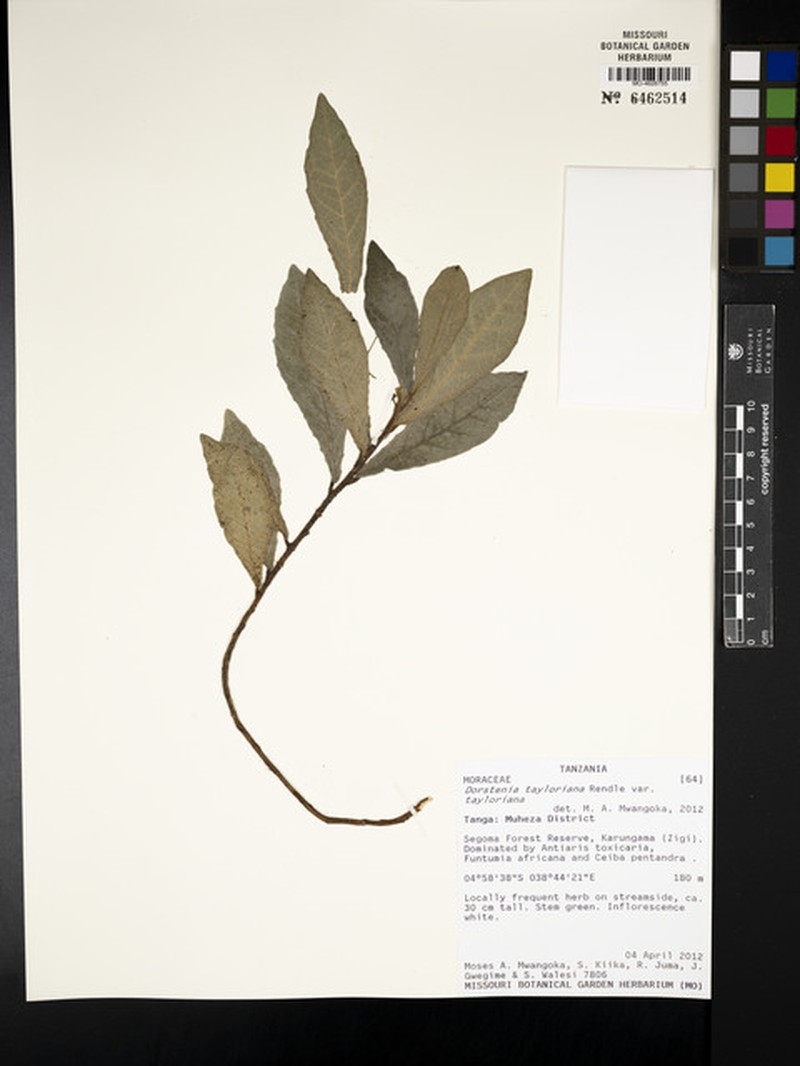 Dorstenia tayloriana var. tayloriana photo 2