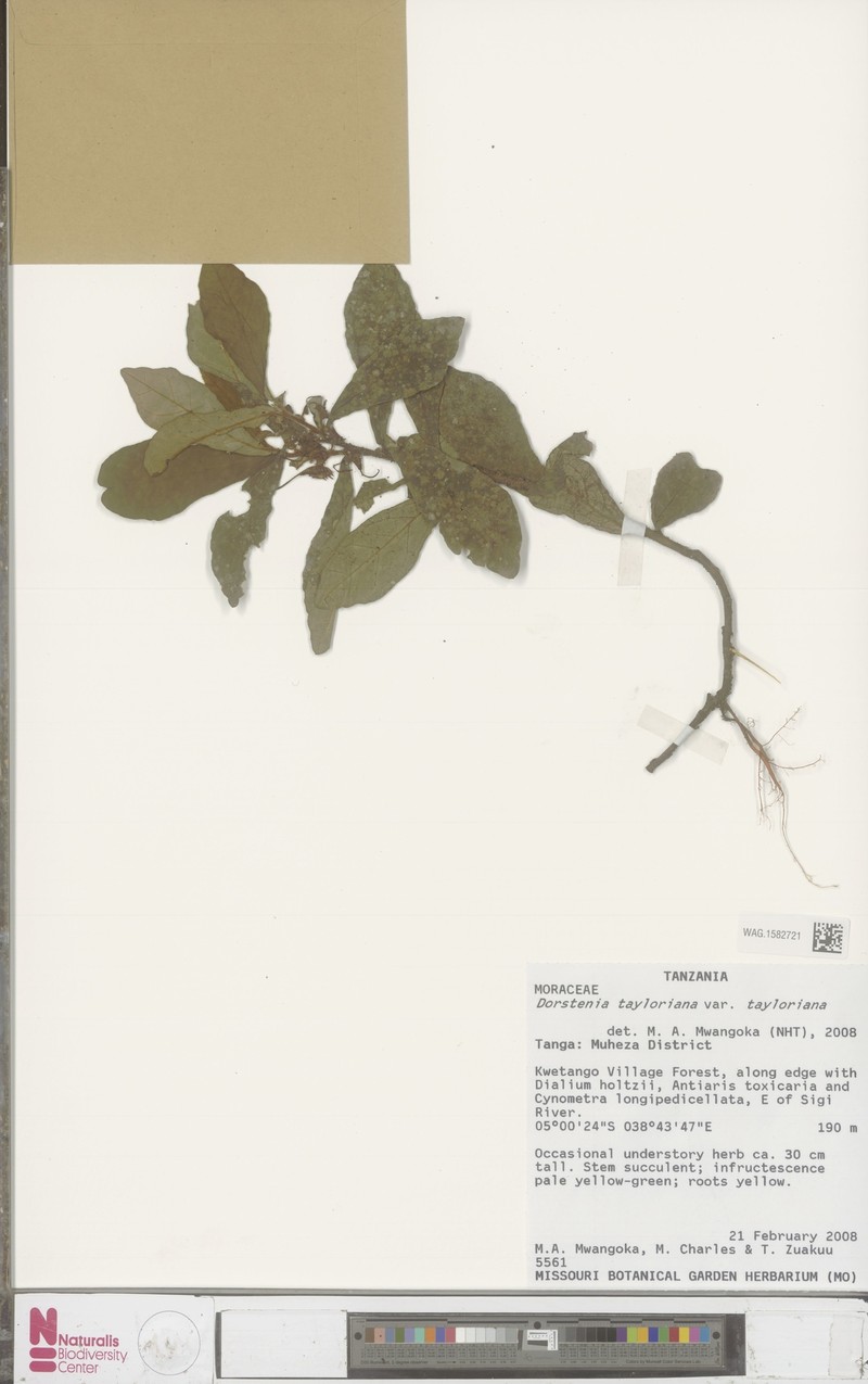 Dorstenia tayloriana var. tayloriana photo 3