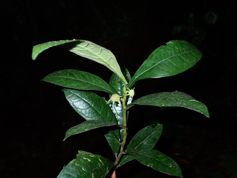 Dorstenia tenera var. tenera