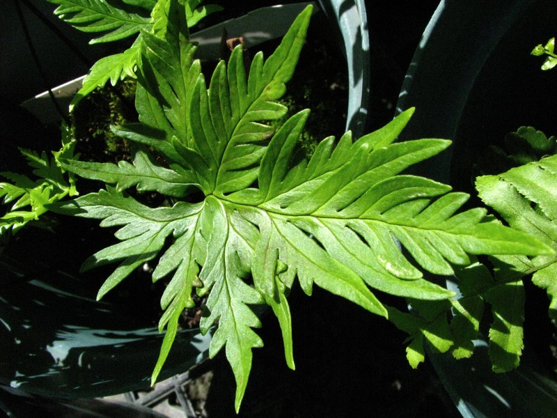 Kauai Digit Fern photo 2