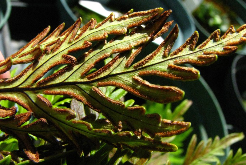 Kauai Digit Fern photo 3