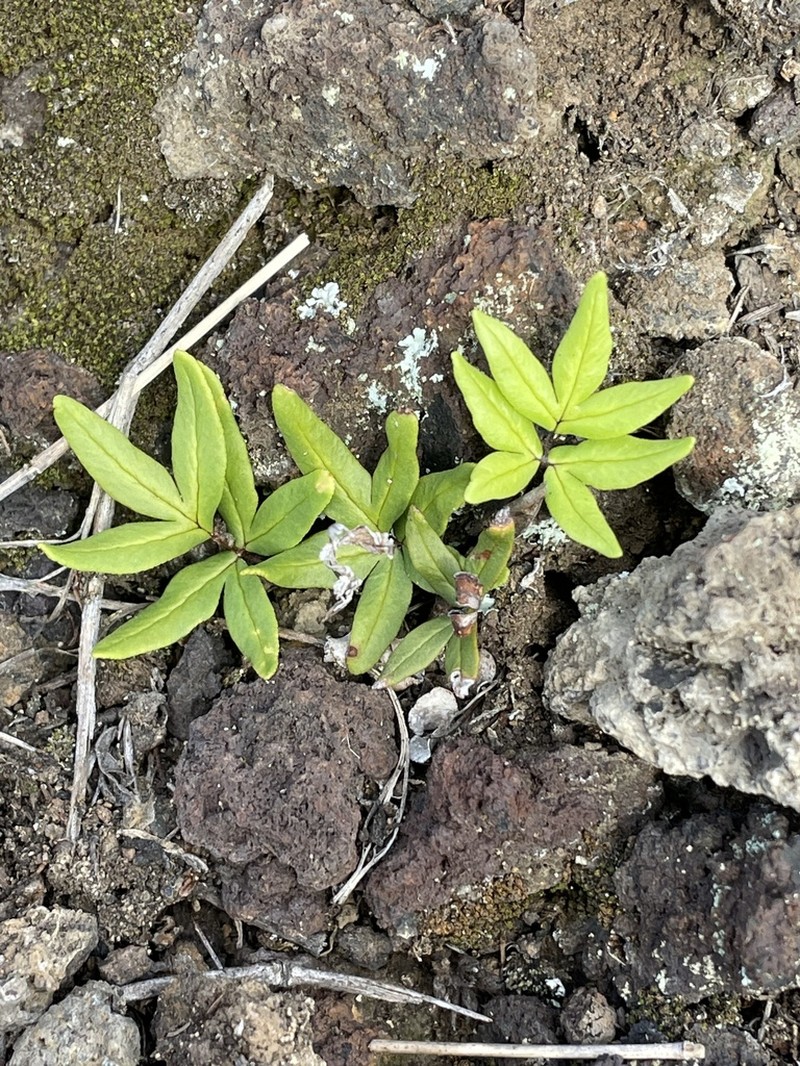 Waianae Mountain Digit Fern