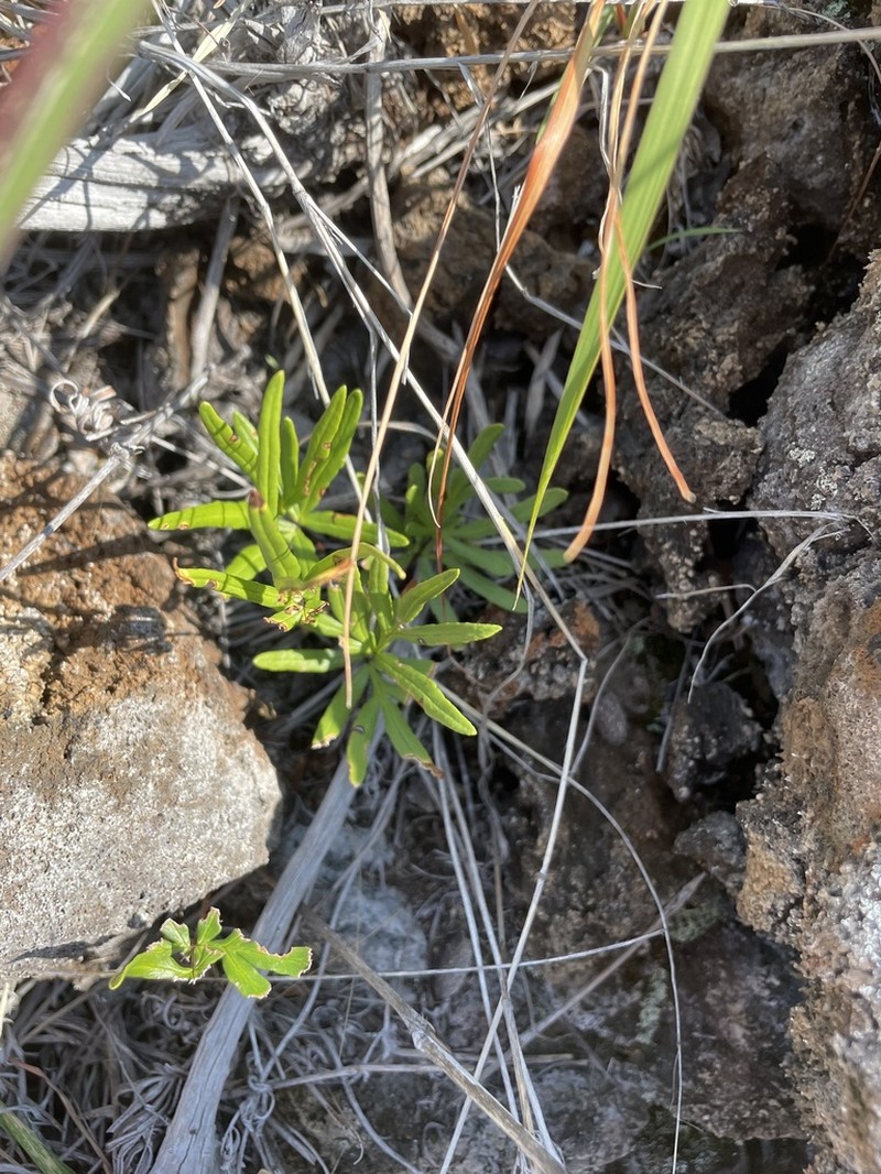 Waianae Mountain Digit Fern photo 2