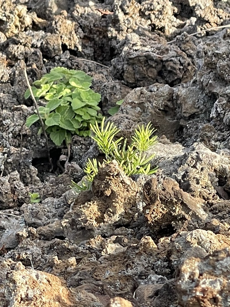 Waianae Mountain Digit Fern photo 3