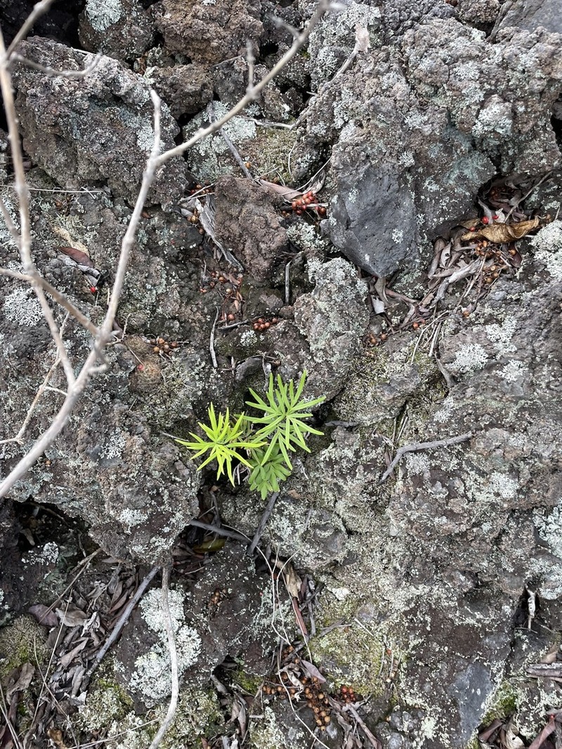 Waianae Mountain Digit Fern photo 4