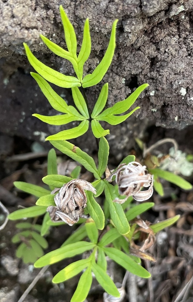 Waianae Mountain Digit Fern photo 5