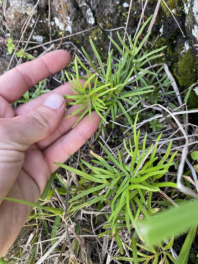 Waianae Mountain Digit Fern photo 6