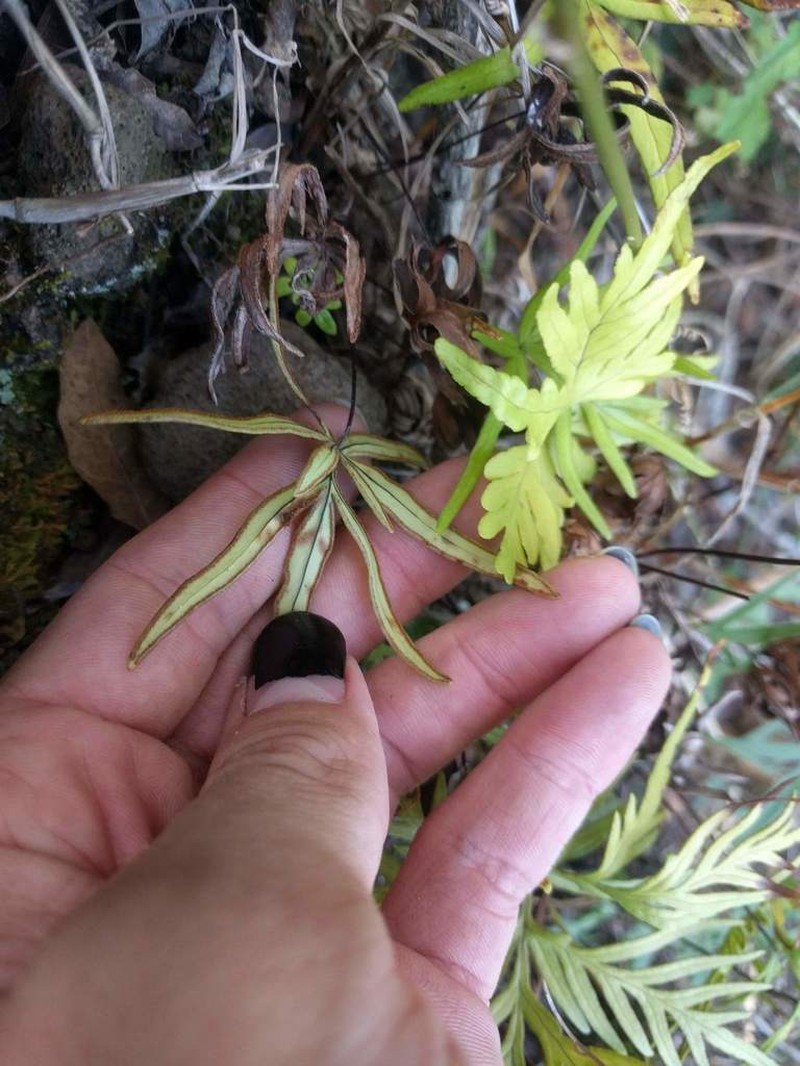 Waianae Mountain Digit Fern photo 7